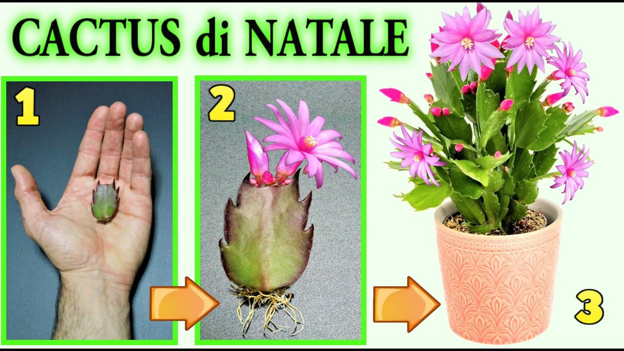 Watch Now CACTUS DI NATALE, 2 modi per riprodurlo con successo, natalina, schlumbergera, thanksgivin cactus CACTUS DI NATALE, 2 modi per riprodurlo con successo, natalina, schlumbergera, thanksgivin cactus