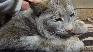 Huge Scary Looking Lynx Turns Into A Giant Sweetheart When Anyone Pets Him