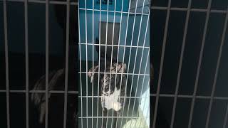 Video preview image #1 Anatolian Shepherd-Unknown Mix Puppy For Sale in Pasadena, CA, USA