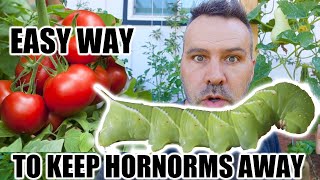 Keep Hornworms AWAY - EASY!