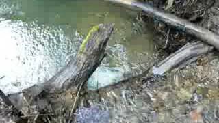 preview picture of video 'Redwood Creek, Redwood Regional Park, Oakland'