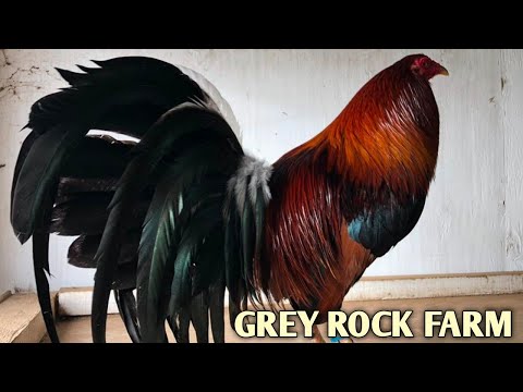 Kelso Albany Grey - GREY ROCK FARM