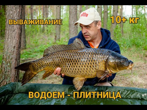 ВЫВАЖИВАНИЕ – 10 + кг карп – водоем ПЛИТНИЦА