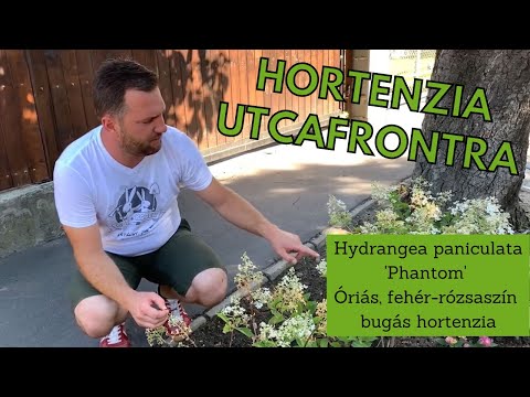 Hortenzia utcafrontra | Hydrangea paniculata 'Phantom' – Óriás, fehér-rózsaszín bugás hortenzia