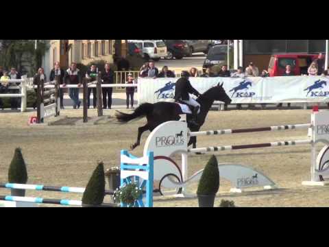 Holsteiner Wallach DU + ICH von Cormint - Contender *2007