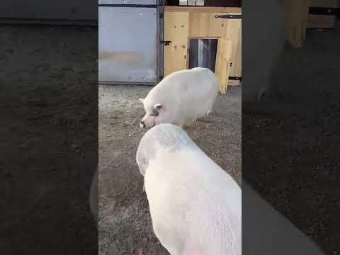 Paulie Walnuts wakes up for dinner! #paulie #youtubeshorts