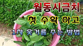[텃밭농부 1,730]  월동시금치 첫 수확을 하고 1차 웃거름 주는 방법. #시금치재배 #월동시금치