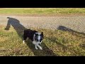 Australian Shepherd dogs for sale: NESSIE - Video 1