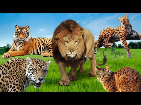 Som Dos Felinos - Leão - Tigre - Leopardo - Onça-pintada - Gato - Guepardo - Lince