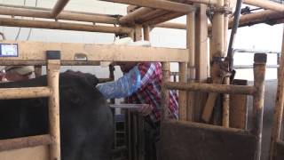 Bruce Carpenter - Cattle Reproduction - AI Procedure