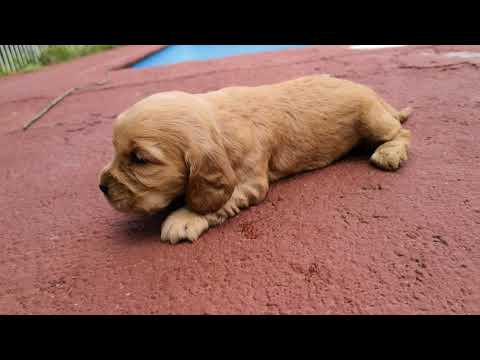 HEMBRA 01 COCKER SPANIEL 12-05-18