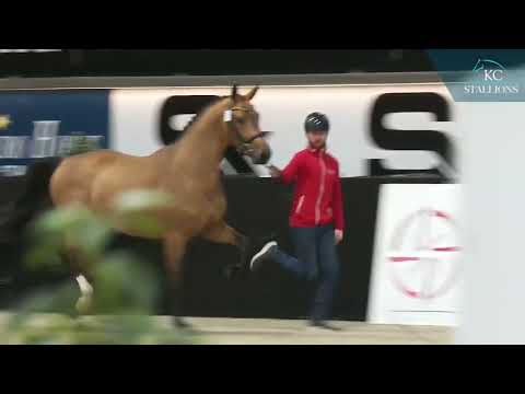 Update van de Berghoeve (Comme Il Faut x Diamant de Semilly)