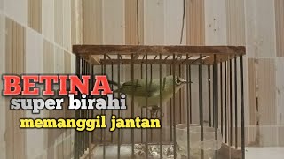 Download lagu pleci betina birahi memanggil jantan sangat ampuh mp3 Download lagu pleci betina birahi memanggil jantan sangat ampuh mp3