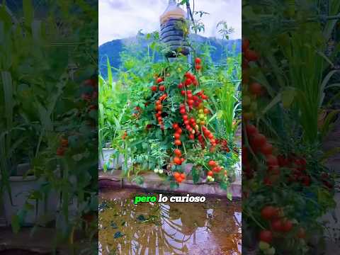 This “Wrong” Way Grows Better Tomatoes！#shorts #farmer