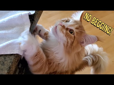 No Begging! - What to Do When a Cat Begs for Food