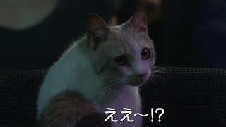 映画『先生と迷い猫』女優猫主演の劇場マナー予告