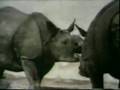 Classic Sesame Street Rhino Love Song