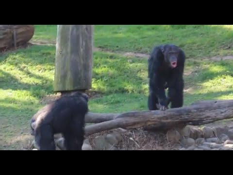Chimpanzee sounds - Common Chimpanzee (Pan troglodytes) making Chimp noises