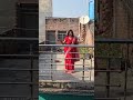 दिल जंगली कबूतर Viralvideo Shortreels Reels Viralshort Love