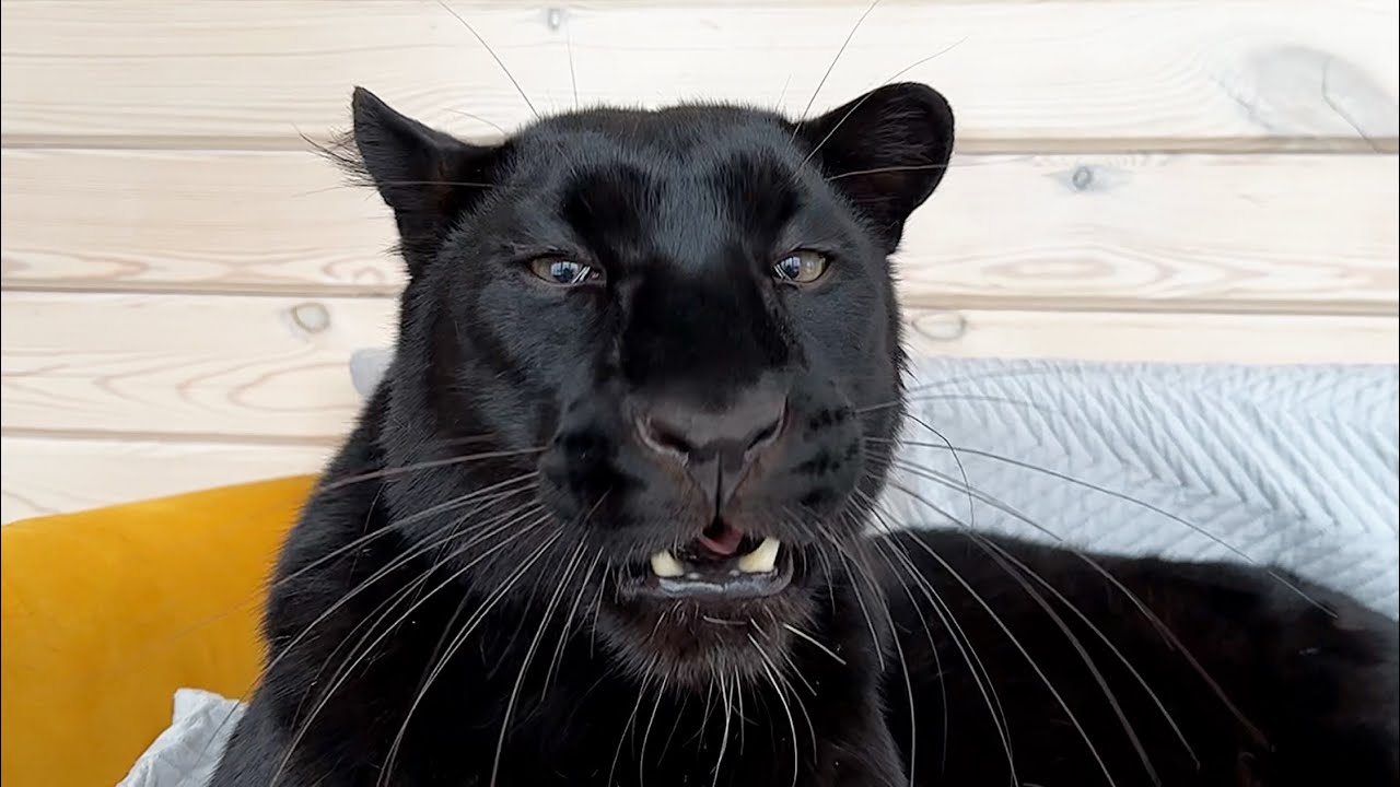 Luna the panther is waiting for the holiday 😺(ENG SUB)