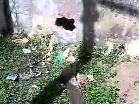 Dez presos do pavilhão Fechadão do IAPEN fogem através de buraco na muralha.flv