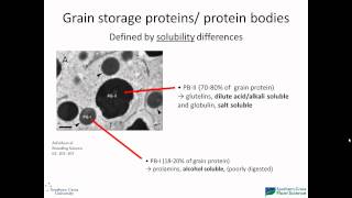 Rice grain storage protein composition
