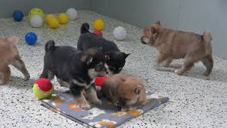 Video preview image #1 Shiba Inu Puppy For Sale in DUNDEE, OH, USA