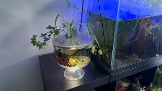 Aquarium Lid DIY