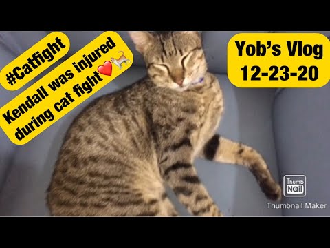 Usapang Senior: Cat Kendall The PusPin Injured During Cat Fight #Shorts #Yobsvlog