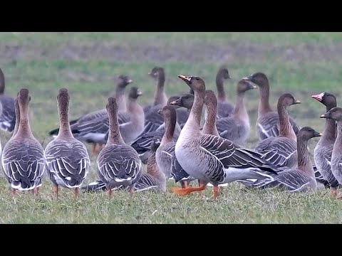Husa siatinná (Anser fabalis) — Taiga Bean Goose v prirodzenom prostredí