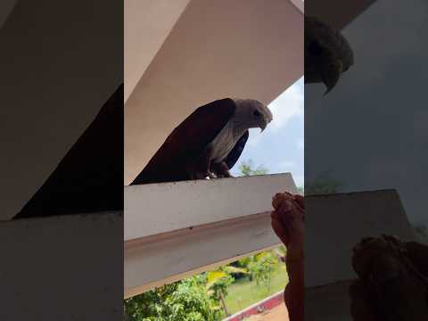 ഇനി ഇവൻ ഉണ്ടാവില്ല.. 💔 #aswinpramodh #eagle #trending