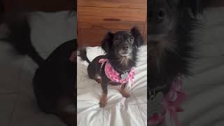 Video preview image #1 Chiweenie Puppy For Sale in San Francisco, CA, USA