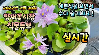 2022년 7월 30일 토요일   예쁜식물들 보면서 수다즐겨봐요 1부~~  #양재꽃시장 #식물튜브