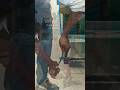 Sks Dj Remix Hardbass Youtubeshorts Status Shorts Viral Video 2023 Op