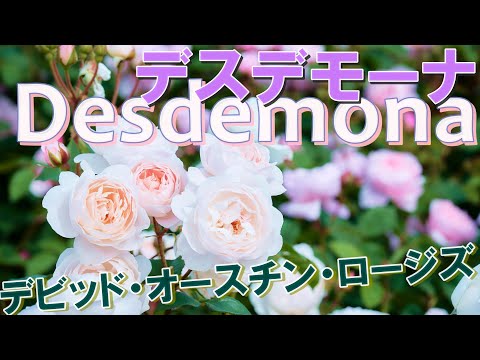 イングリッシュローズ「クレア・オースティン」 植物