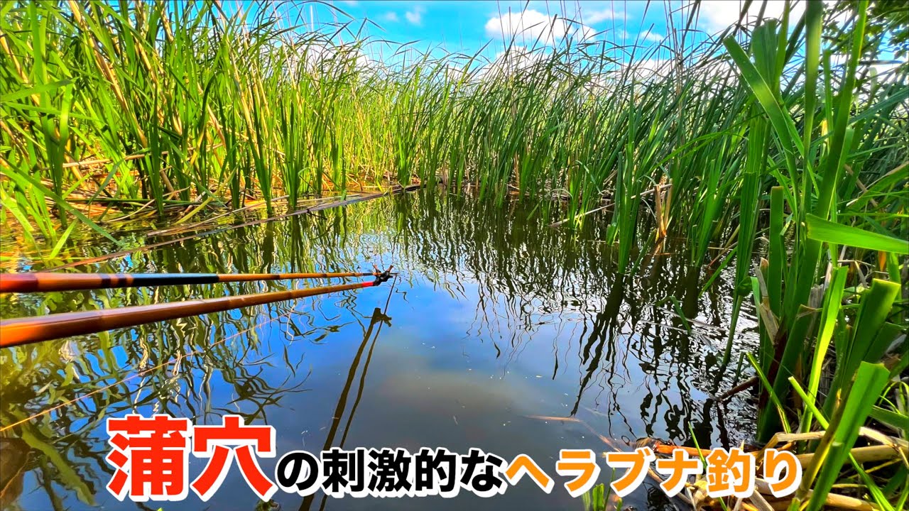 世界よ、これが印旛沼のヘラブナ釣りだ。