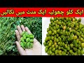 choliya nikalna ka tariqa | how to peel garbanzo beans | garbanzo beans | choliya | food bank 193