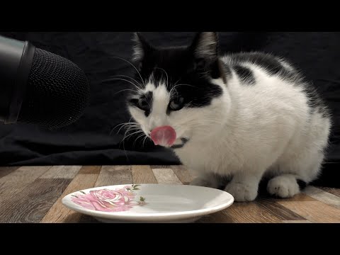 Cat eating yogurt asmr | Animal asmr 281