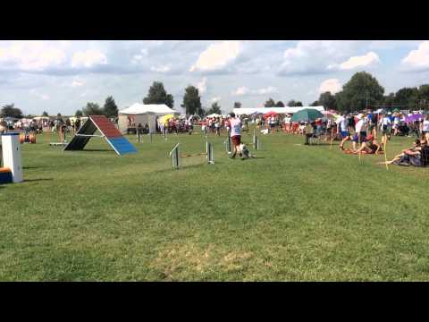 Davor i Elky EO2014 Agility Team