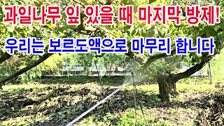 잎이 붙어 있을 때 과수 마지막 방제!  우리는 석회보르도액으로 마무리 합니다. (과수 병충해 방제, 과수 …
