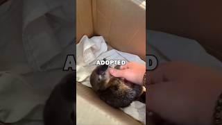 Download lagu PLATYPUS RESCUE AND RELEASE! #animals #cuteanimals #animalstories #pets #animalrescue mp3