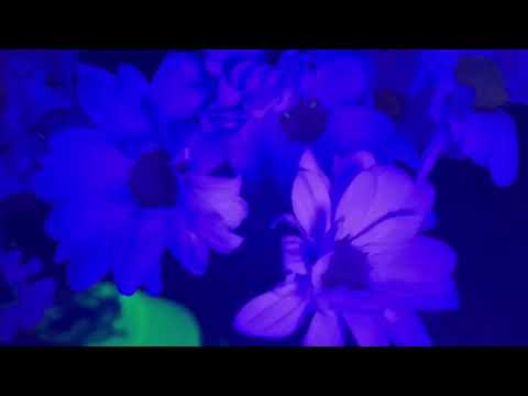 Results of Fluorescent Flower Experiment