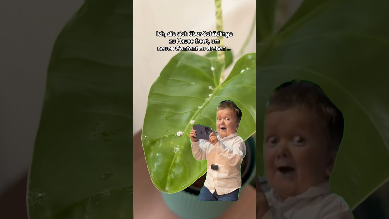 Schädlinge 🤝 Neuer Content#schädlingsbekämpfung #wollläuse #content #pflanzenschädlinge