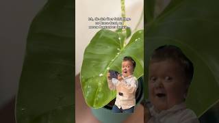 Schädlinge 🤝 Neuer Content#schädlingsbekämpfung #wollläuse #content #pflanzenschädlinge