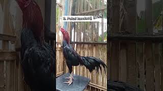 Download lagu Cara Melatih nafas ayam #ternakbangkok #pecintaayam  #peternakmuda mp3