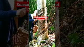 Download lagu Story Wa Anak Petani Karet Mencari Nafkah #shorts mp3