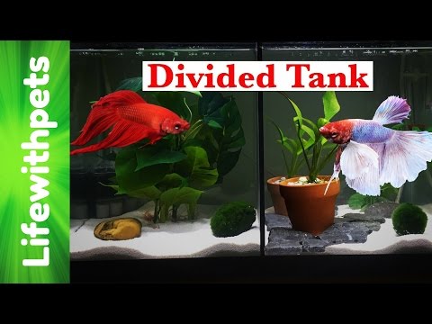 Divided Betta Fish 10 gallon Tank Tour.