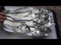 How To Clean Bluefish How To Clean Bluefish How To Clean Bluefish Cleaning Bluefish How To Clean