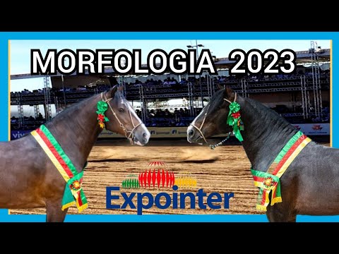 RESUMO DA MORFOLOGIA EXPOINTER 2023 #geneticacrioula #abccc #cavalocrioulo #expointer