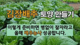 김장배추 토양 만들기 이렇게 준비하면 병 없이 잘 자라고 올해 배추 농사 성공합니다. #주말농장 #김장배추 …